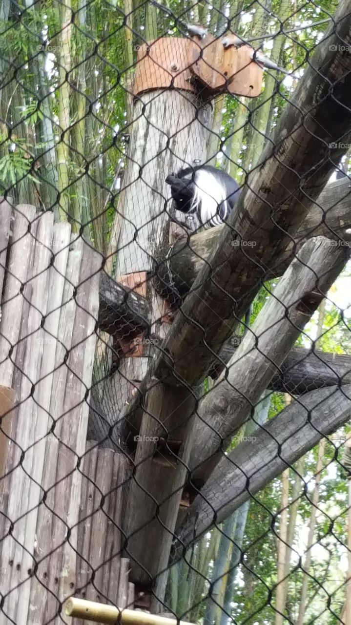 A monkey shows off their fabulous locks at Animal Kingdom at the Walt Disney World Resort in Orlando, Florida.