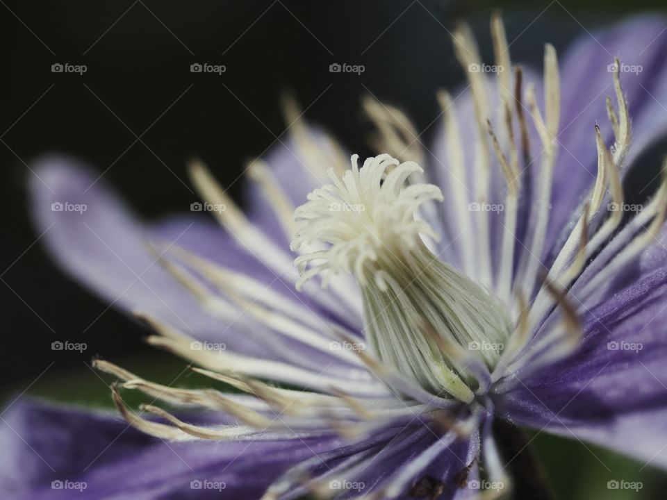 Close up of clematis blossom