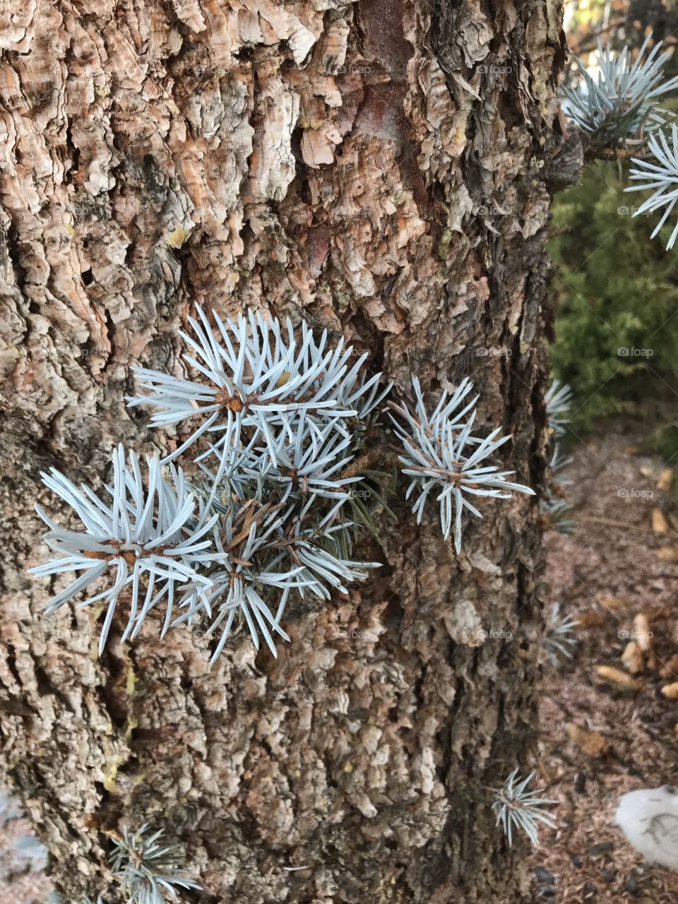 Blue Spruce branch shoots growing out of the trunk of a landscaped Blue Spruce tree in Central Oregon. 