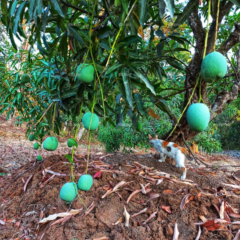 Mango tree bearing fruit