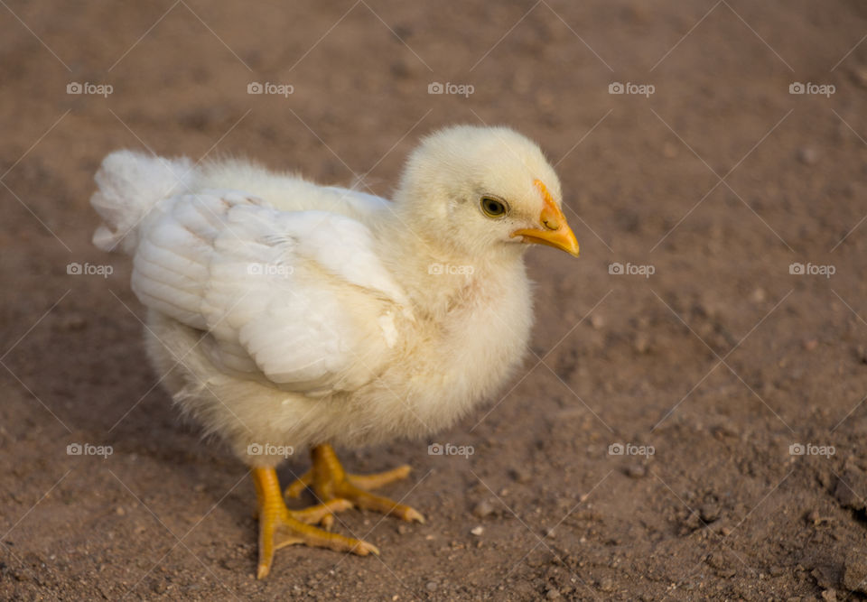 cute chick