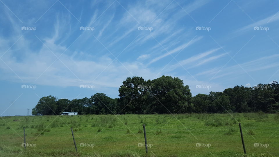 cattle field