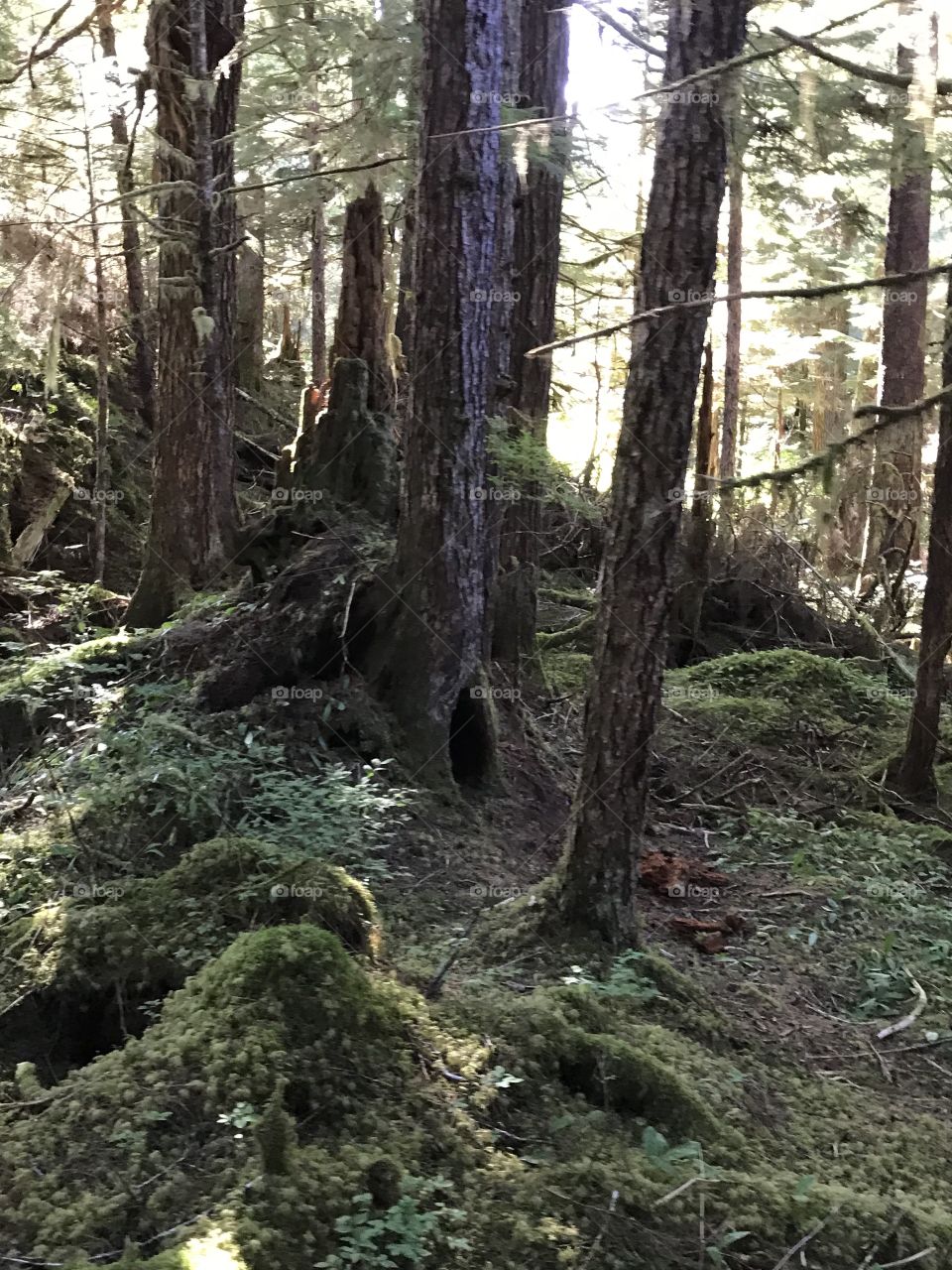 Tongess National Forest 