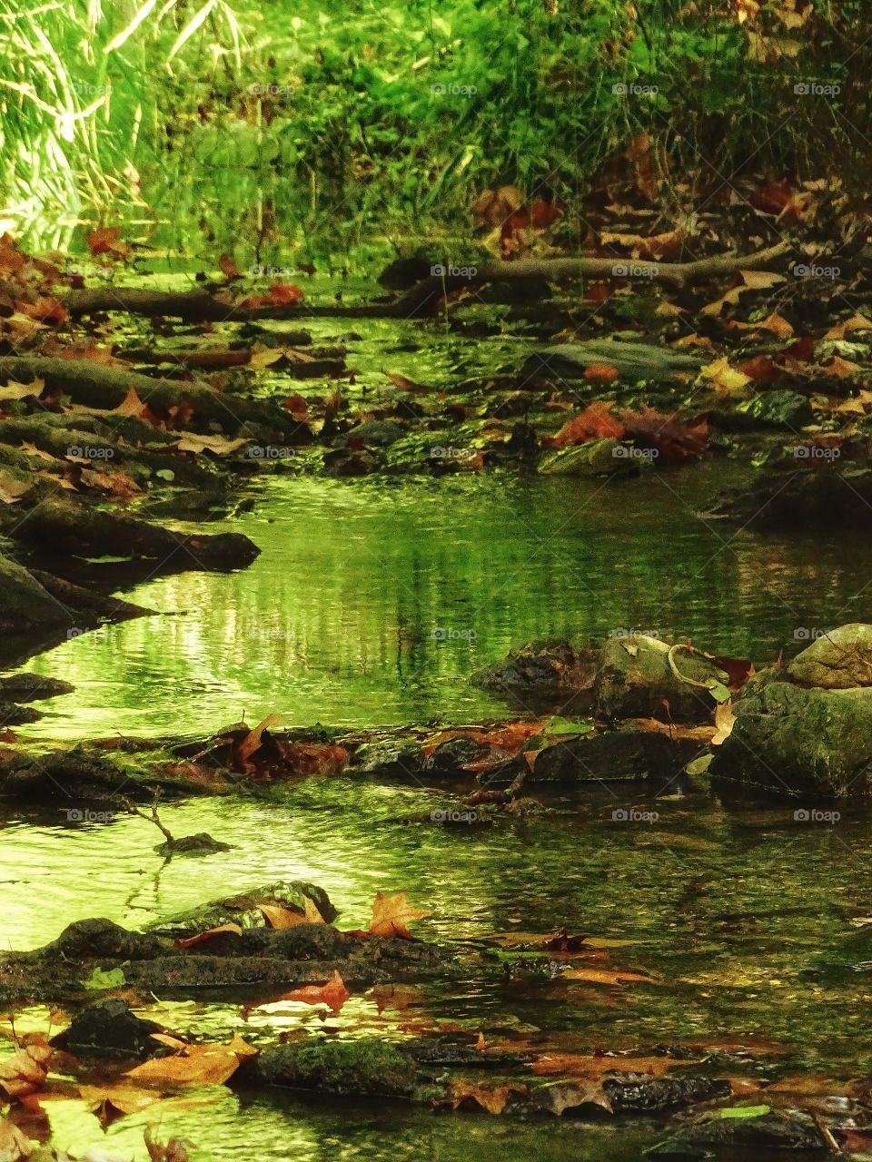 The tranquility that the river gives