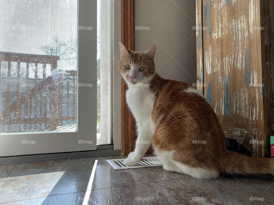 A sunny place to sit is super important for a cat. Especially in the winter time.