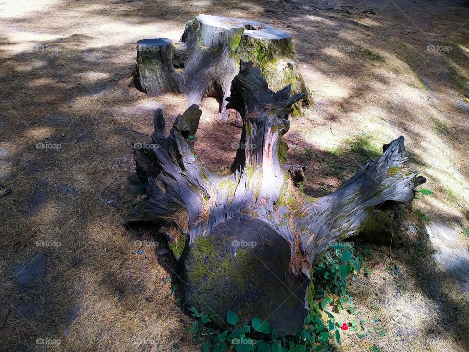 The old roots of a pine trees in the forest on which the the moss was frozen.