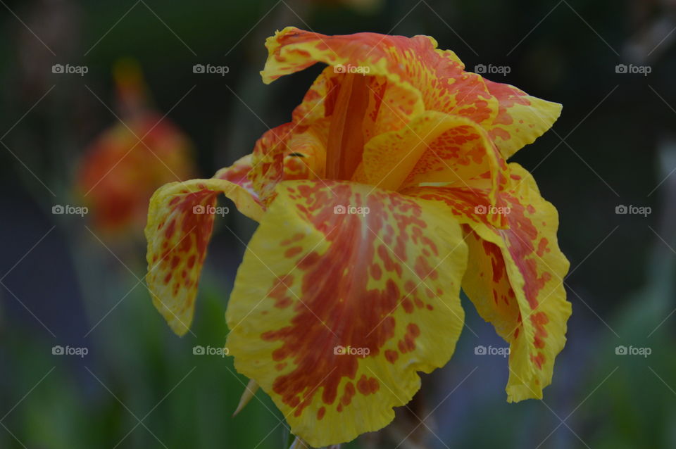 Flower yellow orange