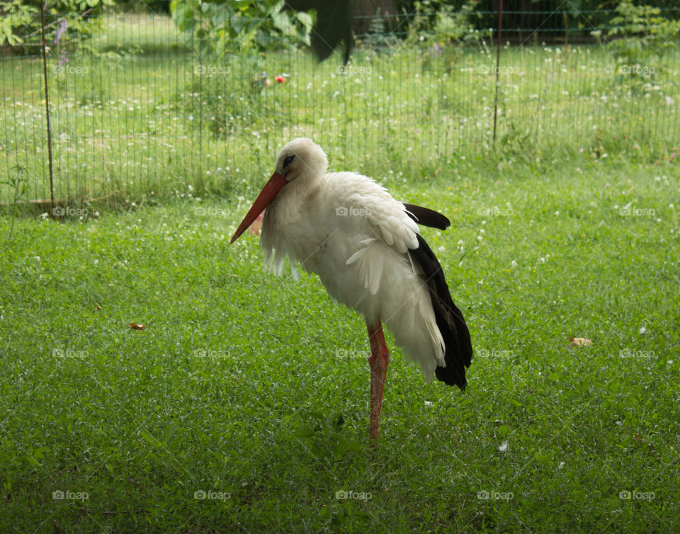 Bird, Wildlife, Stork, Nature, Animal