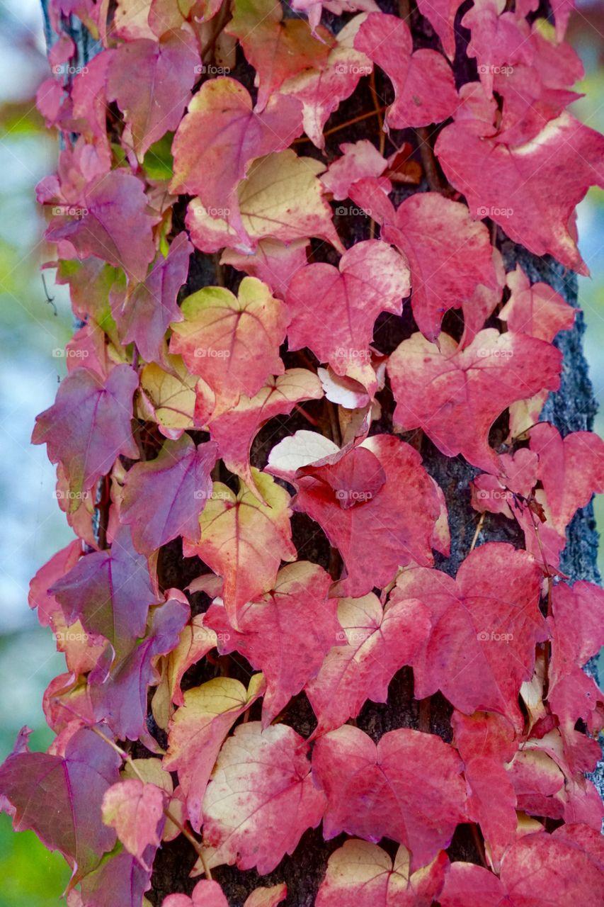 Red autumn leaves on a tree trunk
