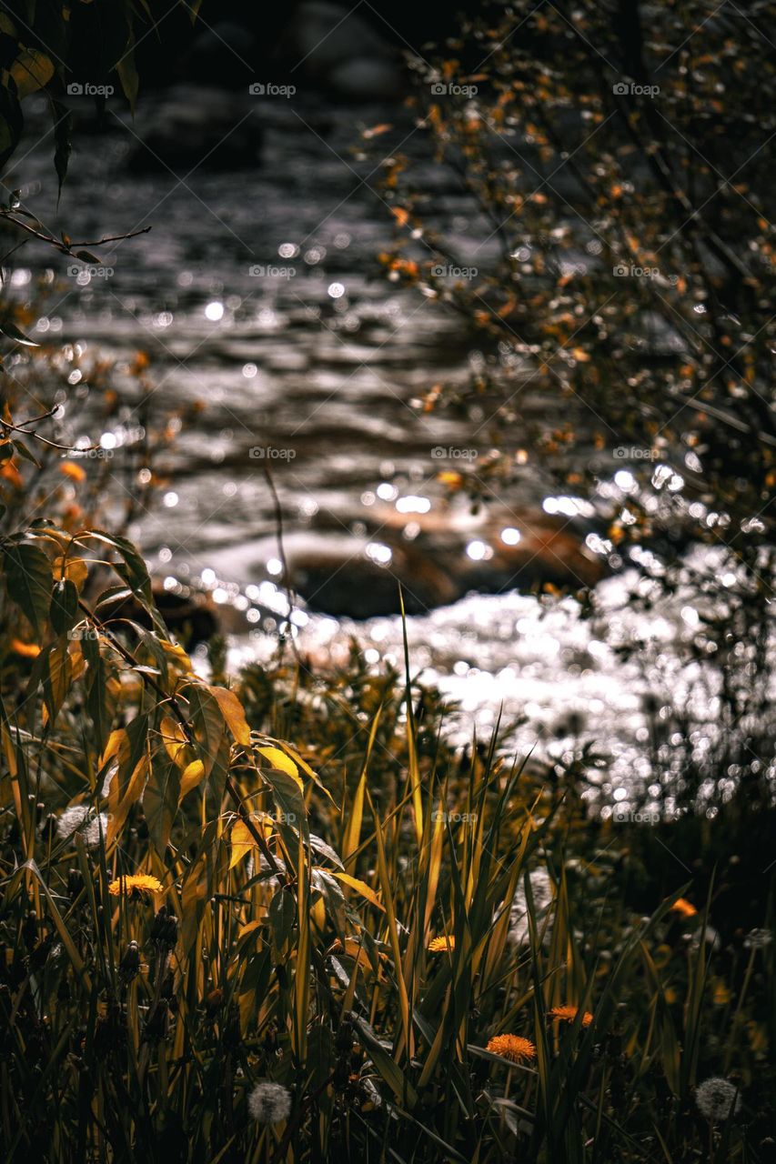Grassy macro shot near the river.