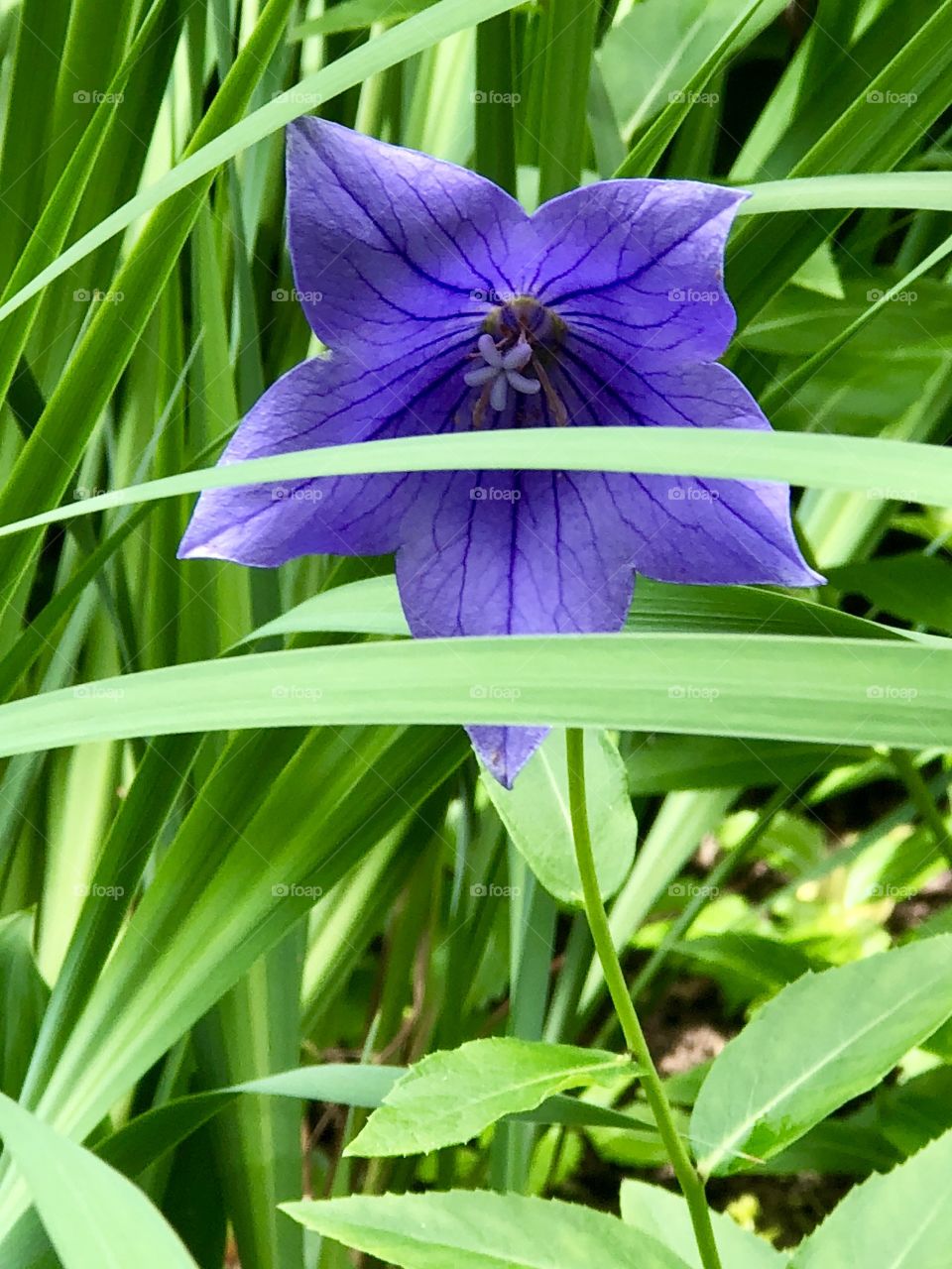 Purple peek-a-boo