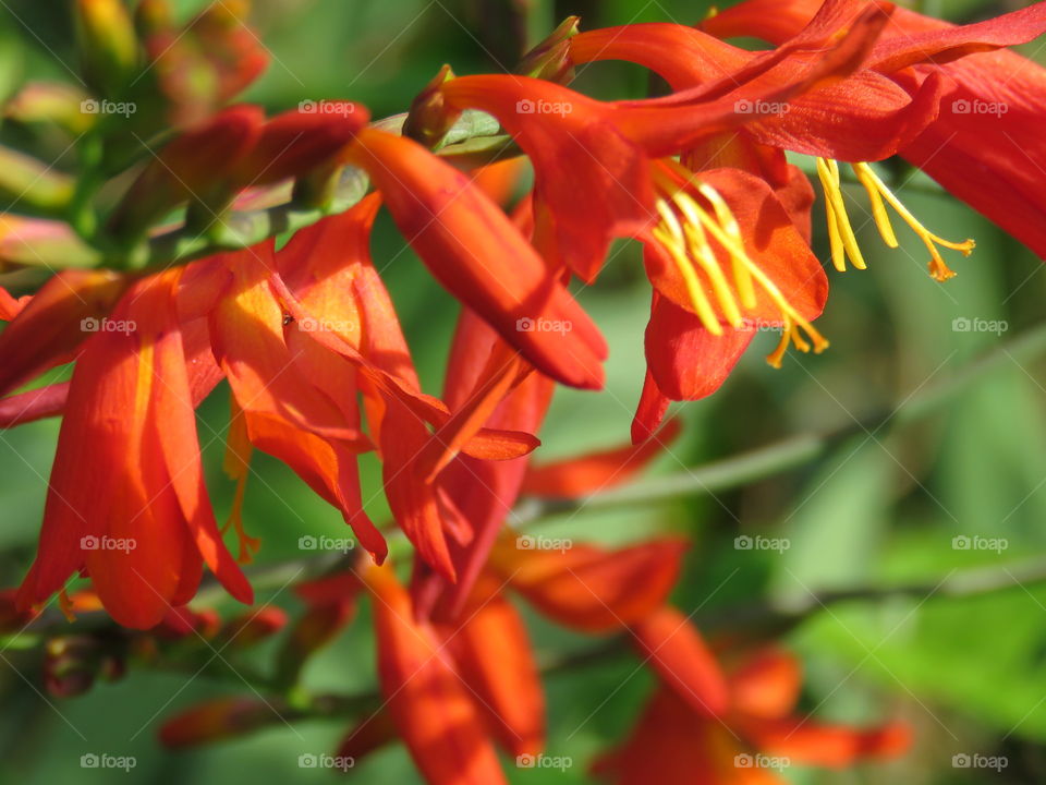 crocosmia