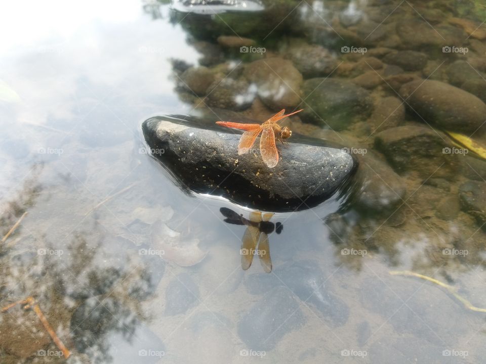 The Dragon Fly on the stone