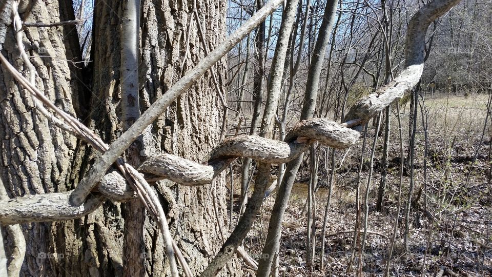 Twisted Branch