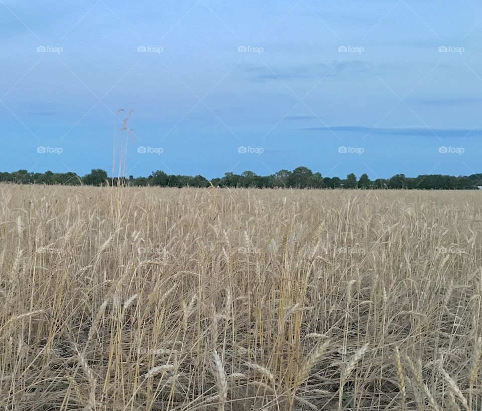 Farm Field at Twilight