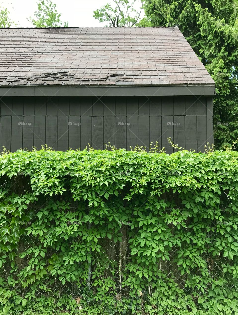 Green ivy covered fence and old barn roof 