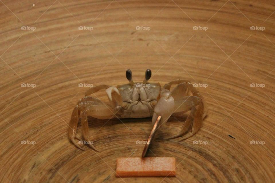 crab with a quarter