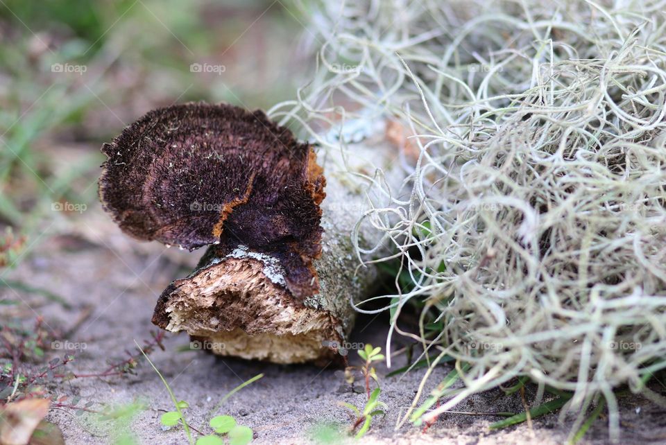 Hexagonia mushroom on a broken branch with Spanish moss