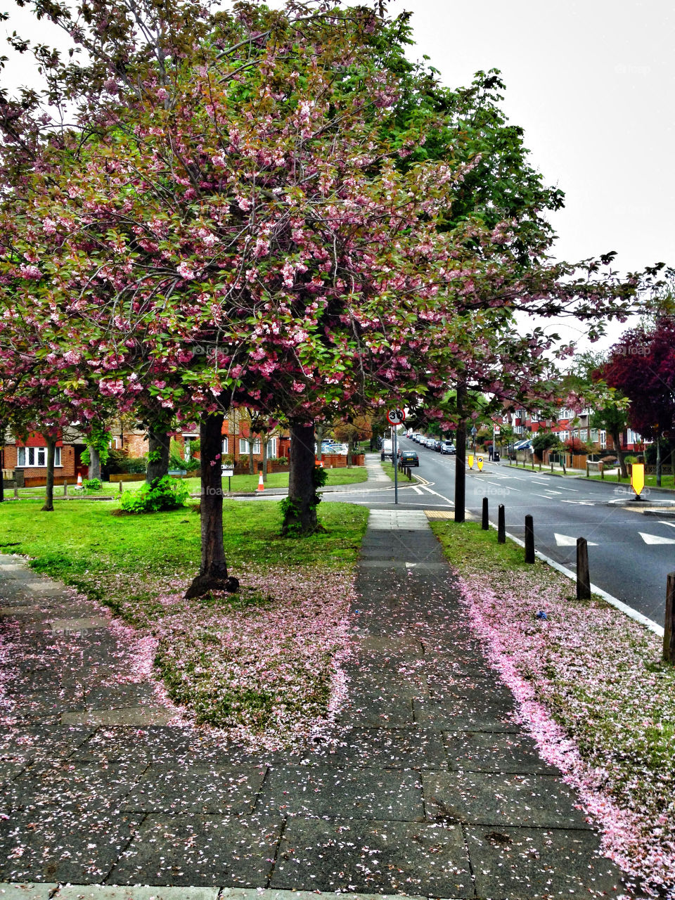 spring flowers pink london by muaddib64