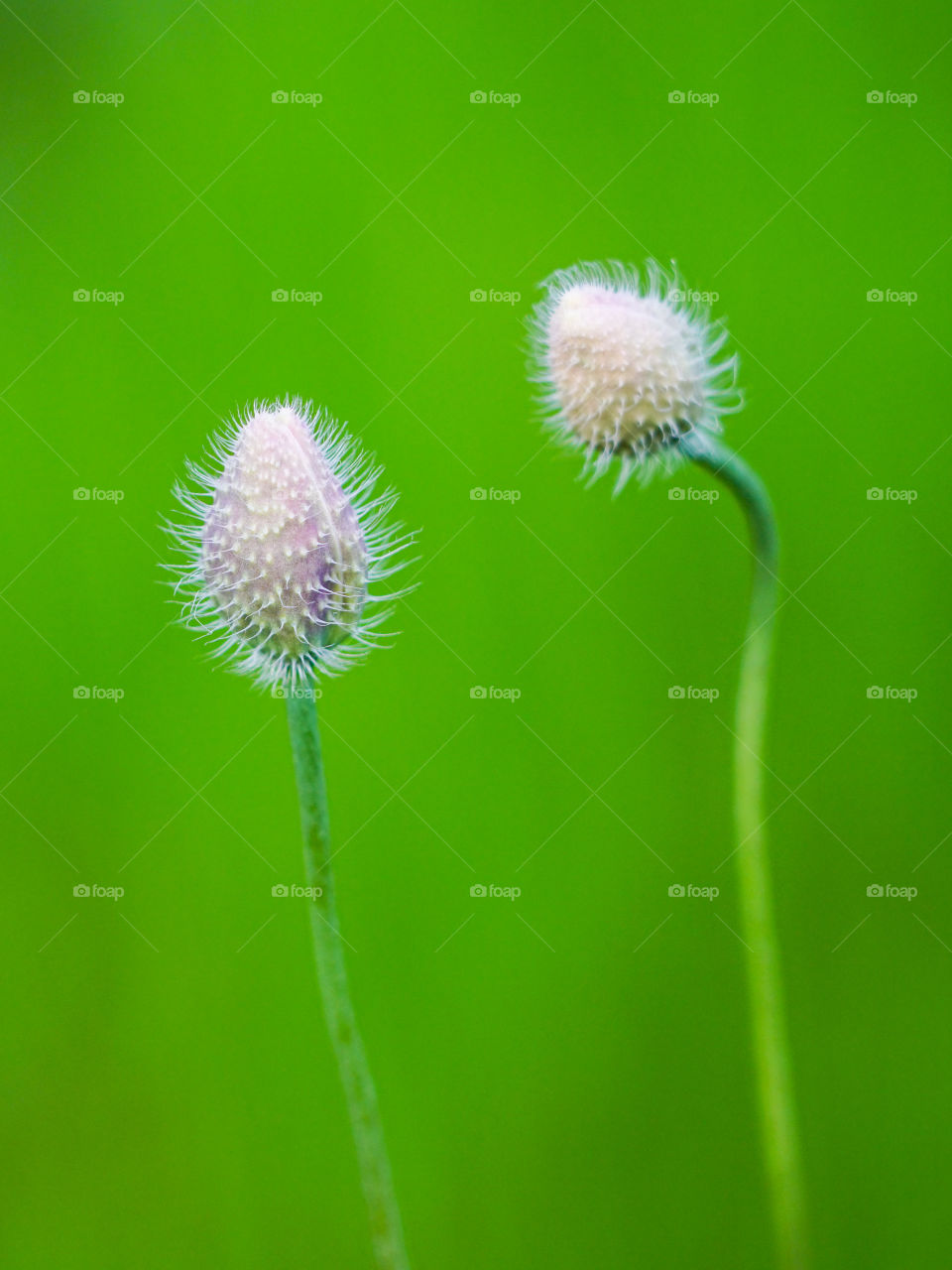 beautiful red poppy flower buds on a green blurred background