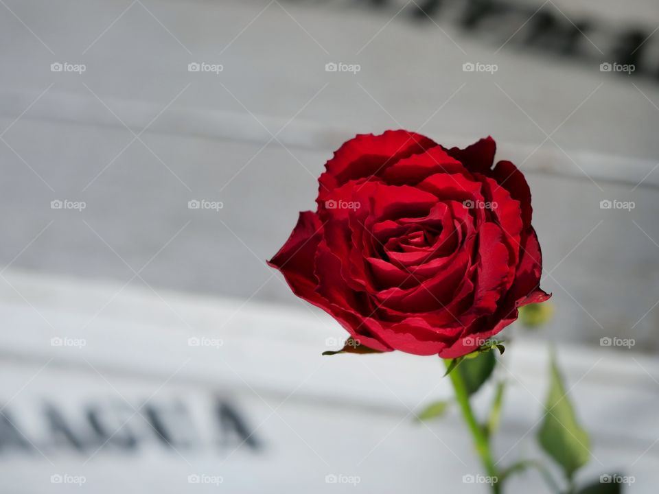 Close up of rose