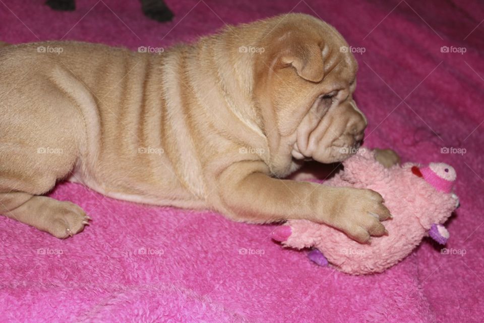 Sharpei puppy 