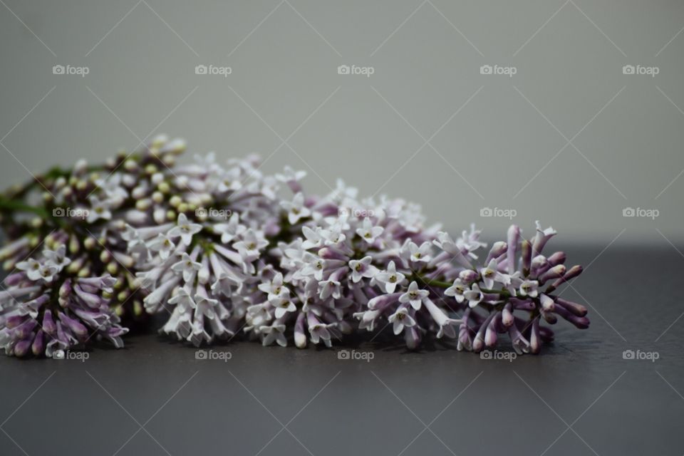 Lilacs