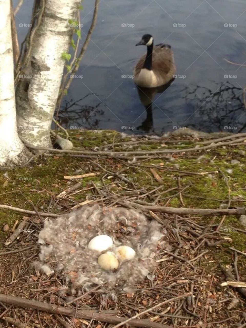 goose and eggs