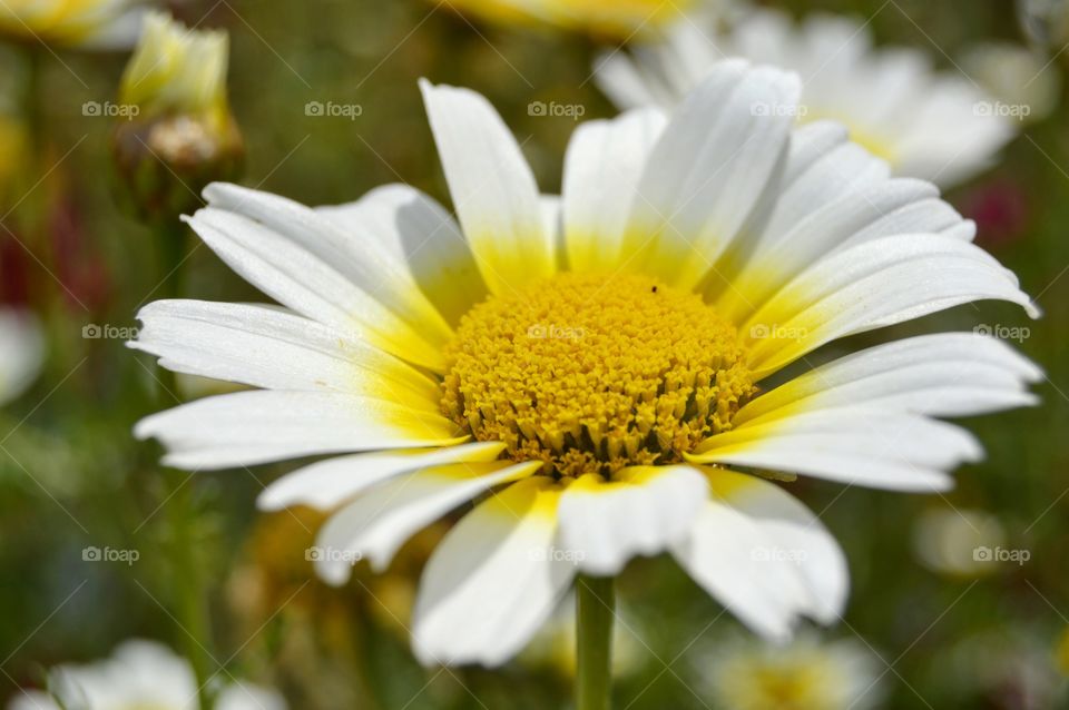 Camomile macro