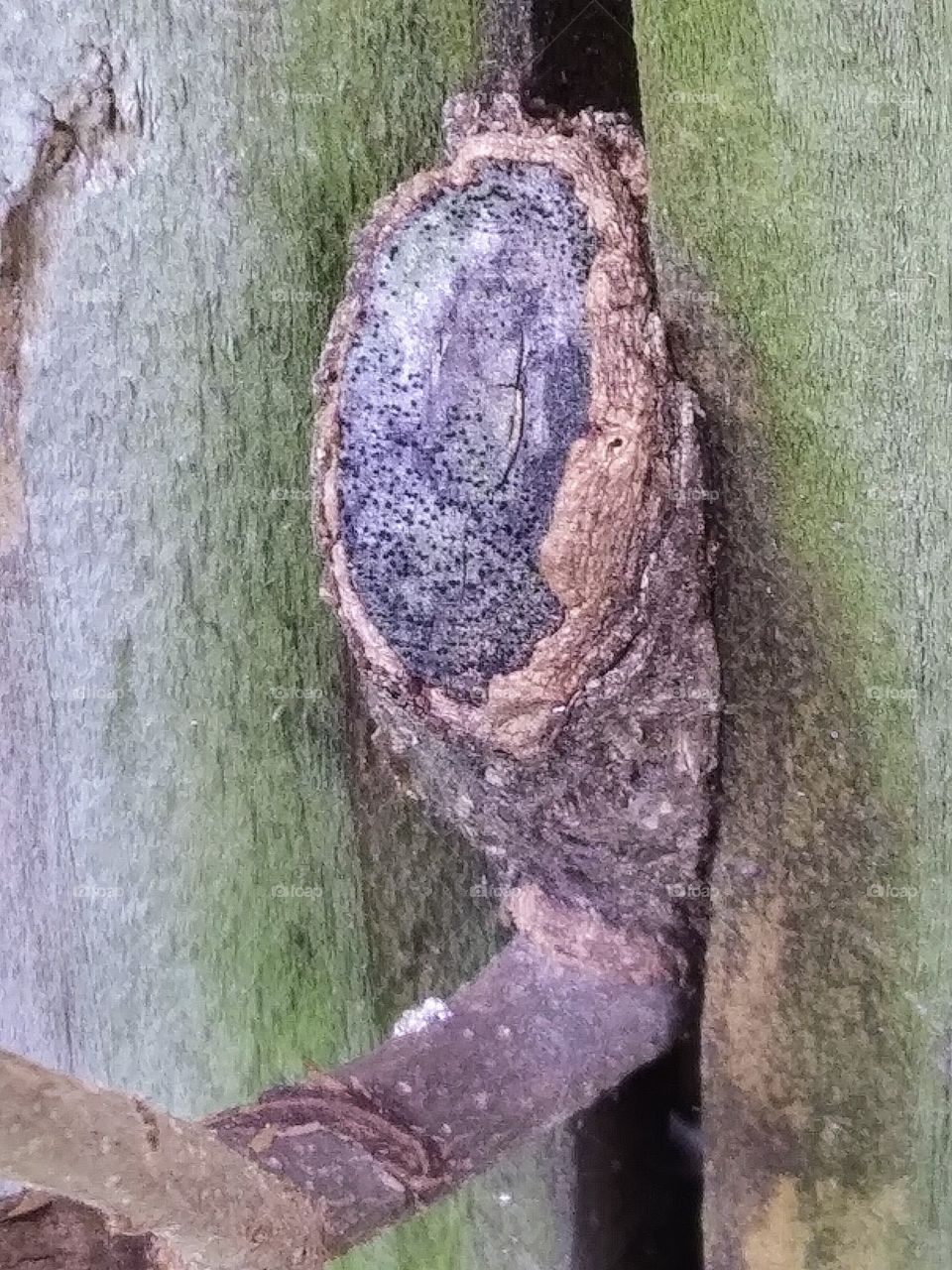 stump of a branch