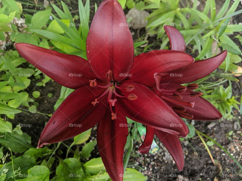 red lilly