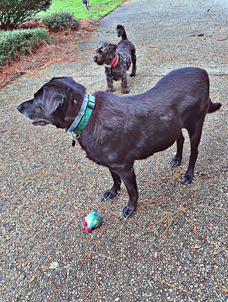 Black Labrador retriever 