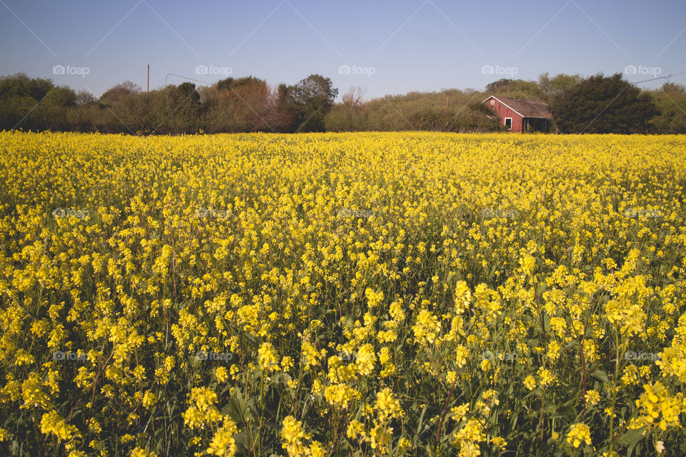Beautiful blooming yellow flowers in field