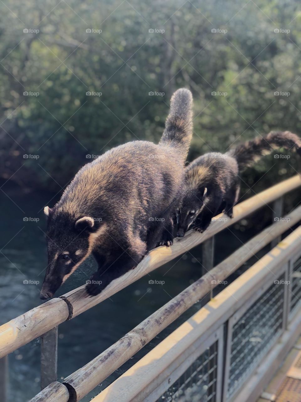 Coaties in the iguazu falls