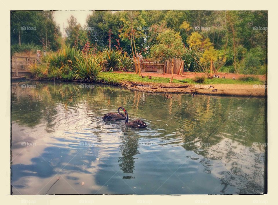Ducks love in nature