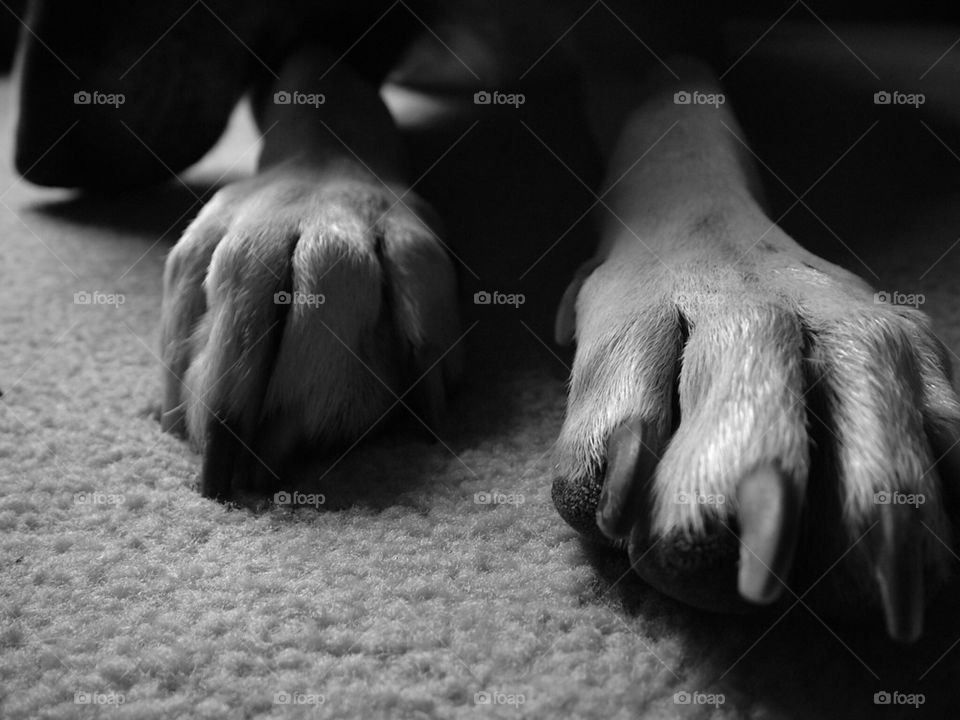 Dog paws