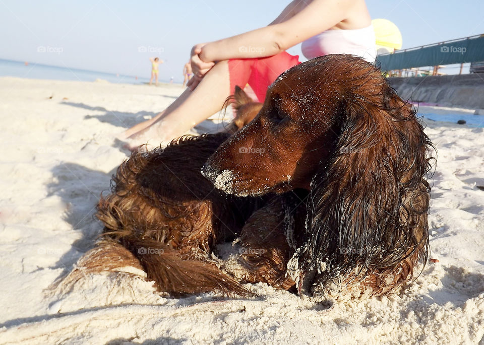 dog on the beach