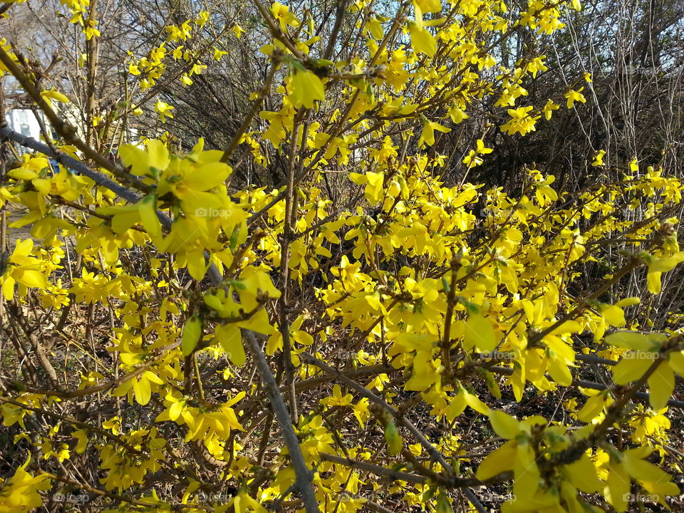 Sorting has sprung. Flowers blooming in a bush in early spring.