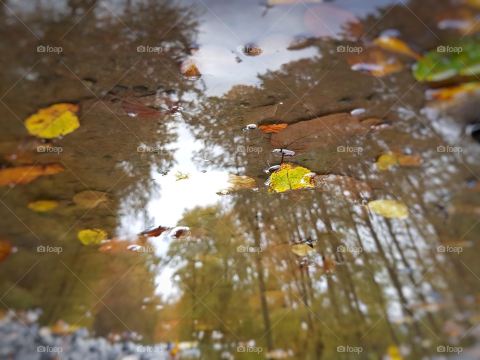 autumn mirror in puddle