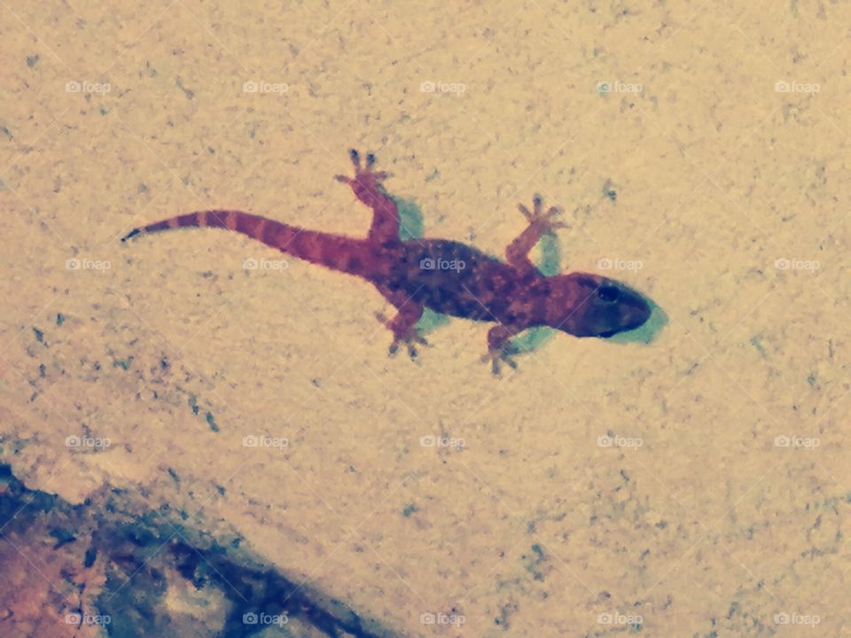 Gecko