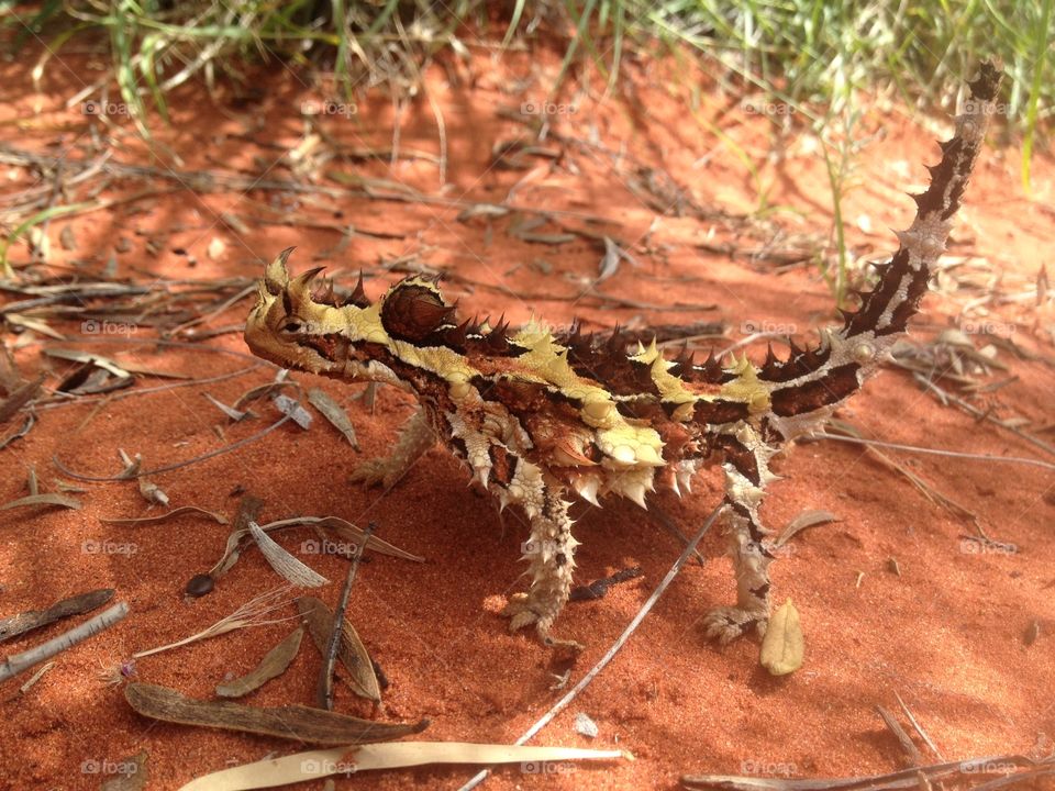 Rare Australian thorny devil. Photo captured on a trip to Ayres Rock - somewhere between Darwin and Ayres Rock. 