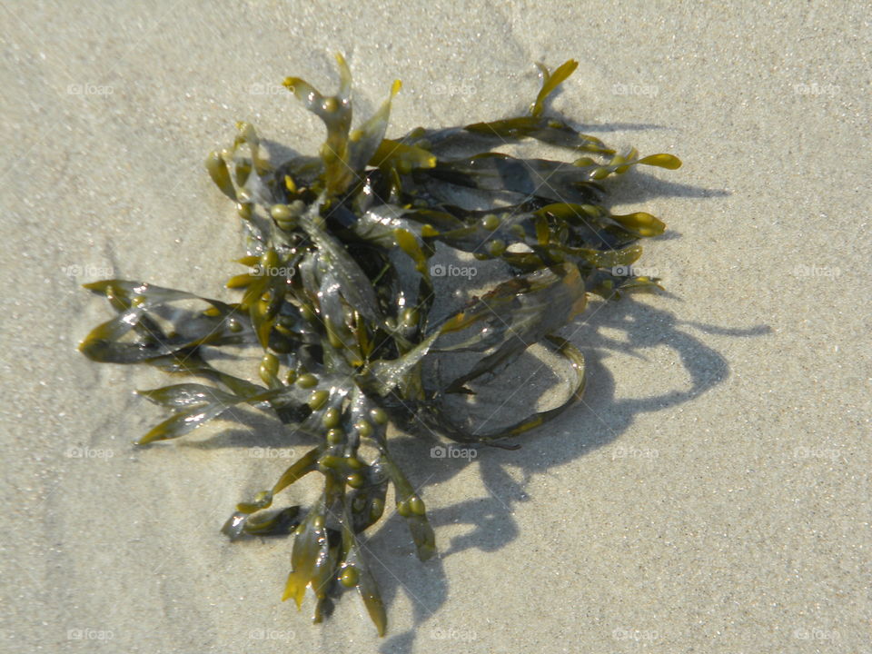 seaweed. a day on the sand in ocean city 
