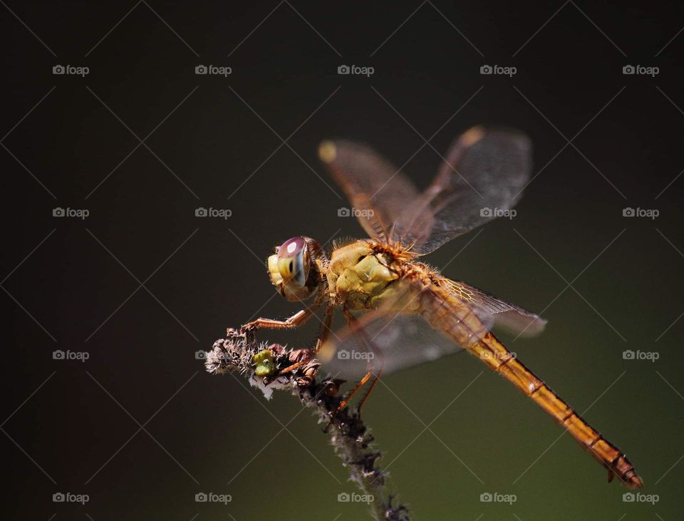 Scarlet skimmer . Female dragongonfly with the colouring of yellow and theres different shape of top tailed appendage than the male. Female's more than looking fater & short cerci .