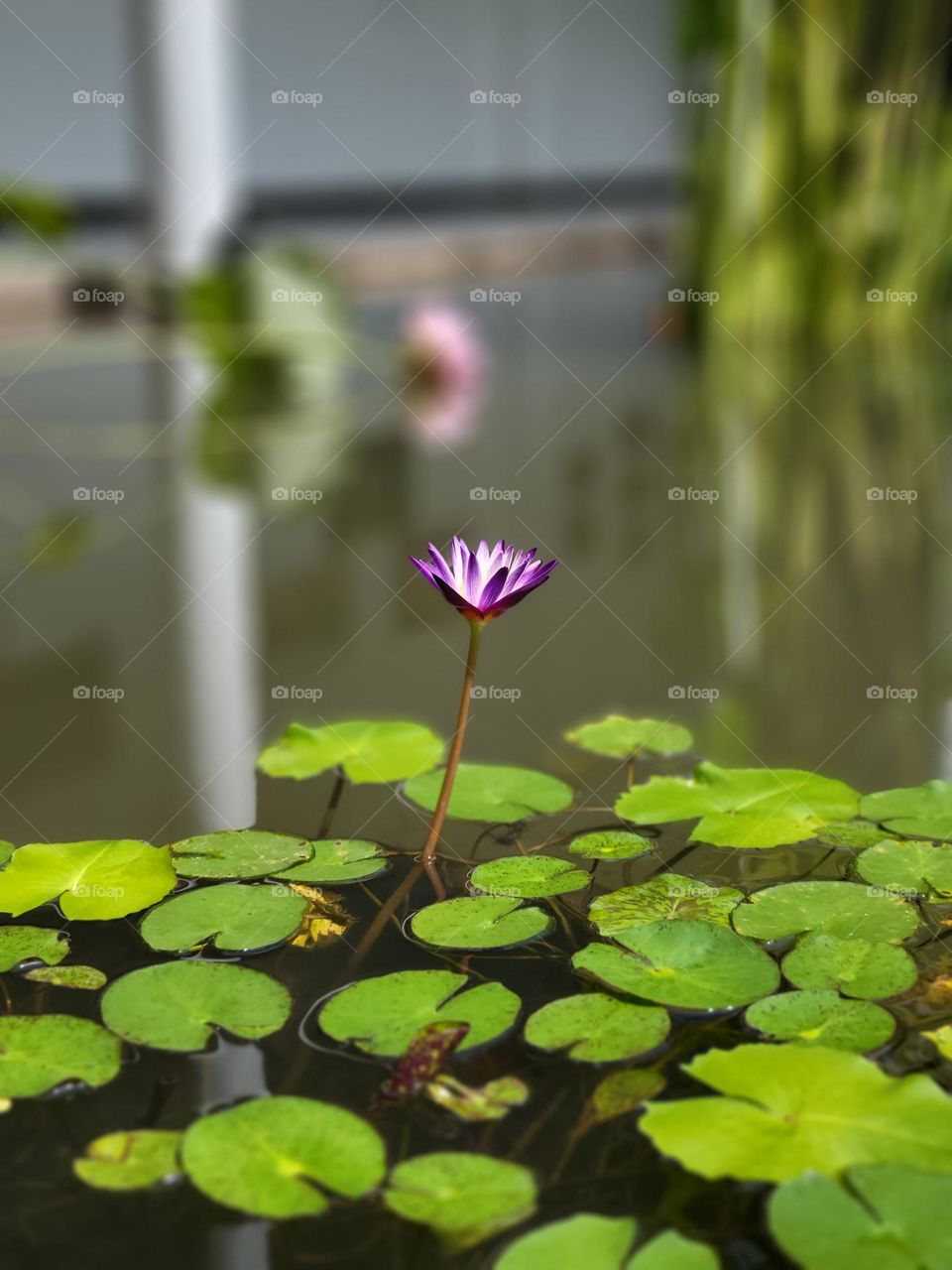 Lotus Pond at Phnom Penh Cambodia