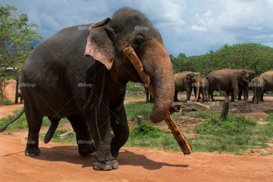 srilanka eliphant