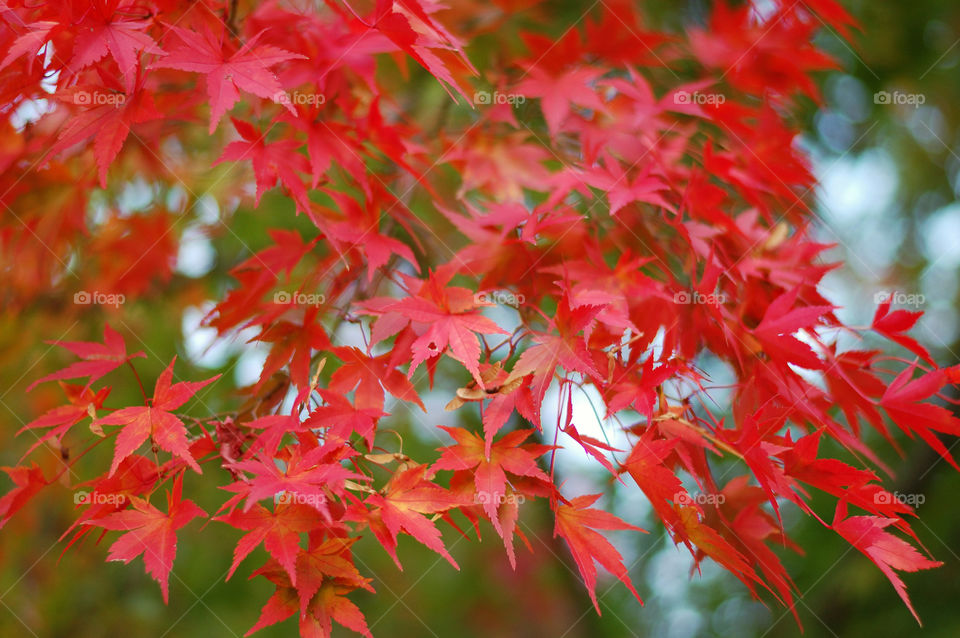 red fall leafs