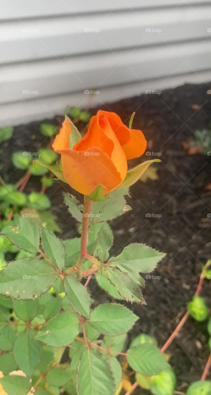 Bud of a rose 