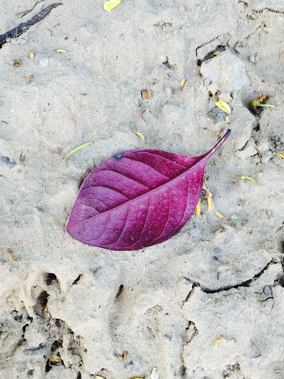 Purple leaf on dust