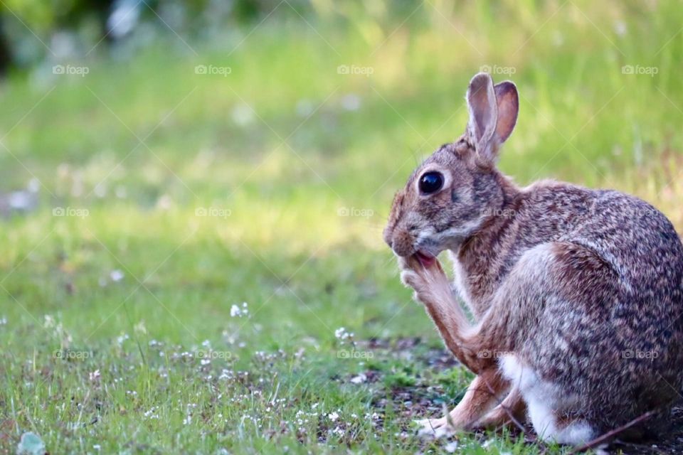 An Eastern Cottontail takes a moment to clean itself during a warm spring evening 