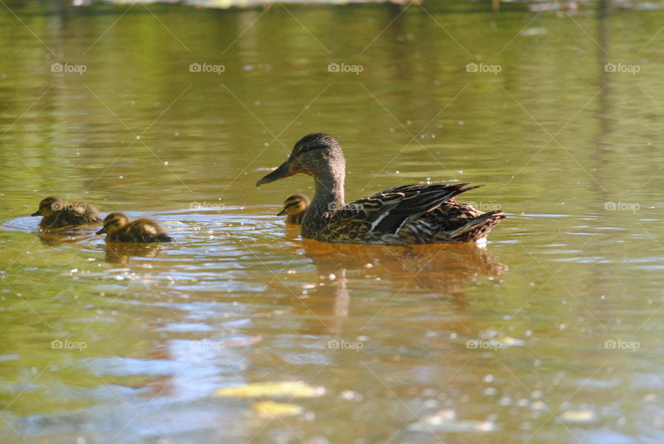 mallards